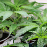 Hand Selected Clones