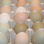 Fresh Eggs