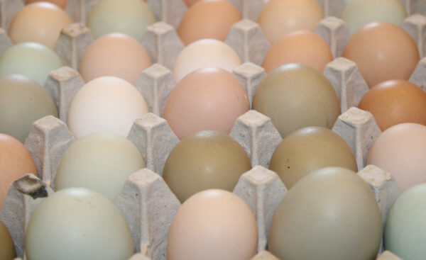 Fresh Eggs