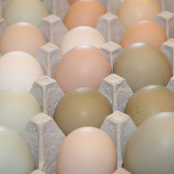 Fresh Eggs